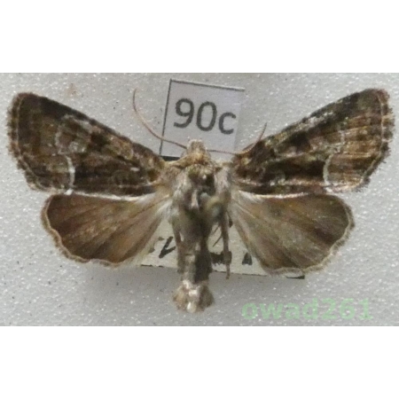 Oligia versicolor (Borkhausen, 1792) Slovakia90c